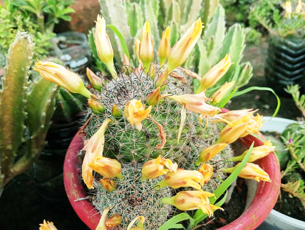ম্যামিলারিয়া ম্যাথিল্ডে—মেক্সিকোর গরম মরুভূমির সন্তান, এখন বিপন্নতার তালিকায়। ঘন সবুজ শহরের এক কোণে বিরল এই ক্যাকটাস যেন টিকে থাকার লড়াইয়ের এক প্রতীক। ছবিটি রাজশাহী নগরীর সেখেরচক এলাকা থেকে তোলা। ছবি: মিলন শেখ