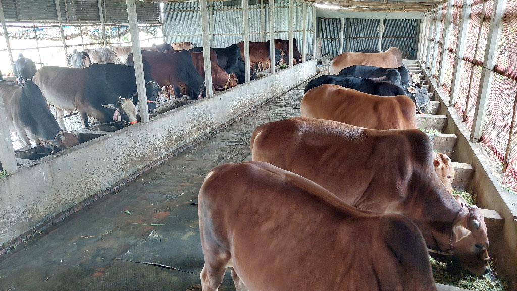 ময়মনসিংহে জমে উঠেছে কোরবানির অনলাইন হাট