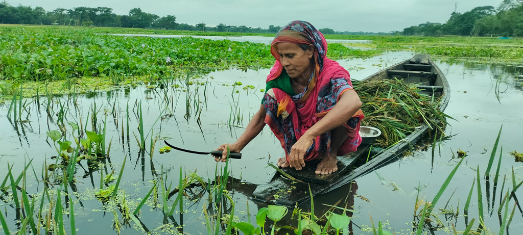 অপরিকল্পিত পুকুর-ফিশারিতে জলাবদ্ধতা, গৌরীপুরে তলিয়ে গেল ২০০ হেক্টর জমির ধান