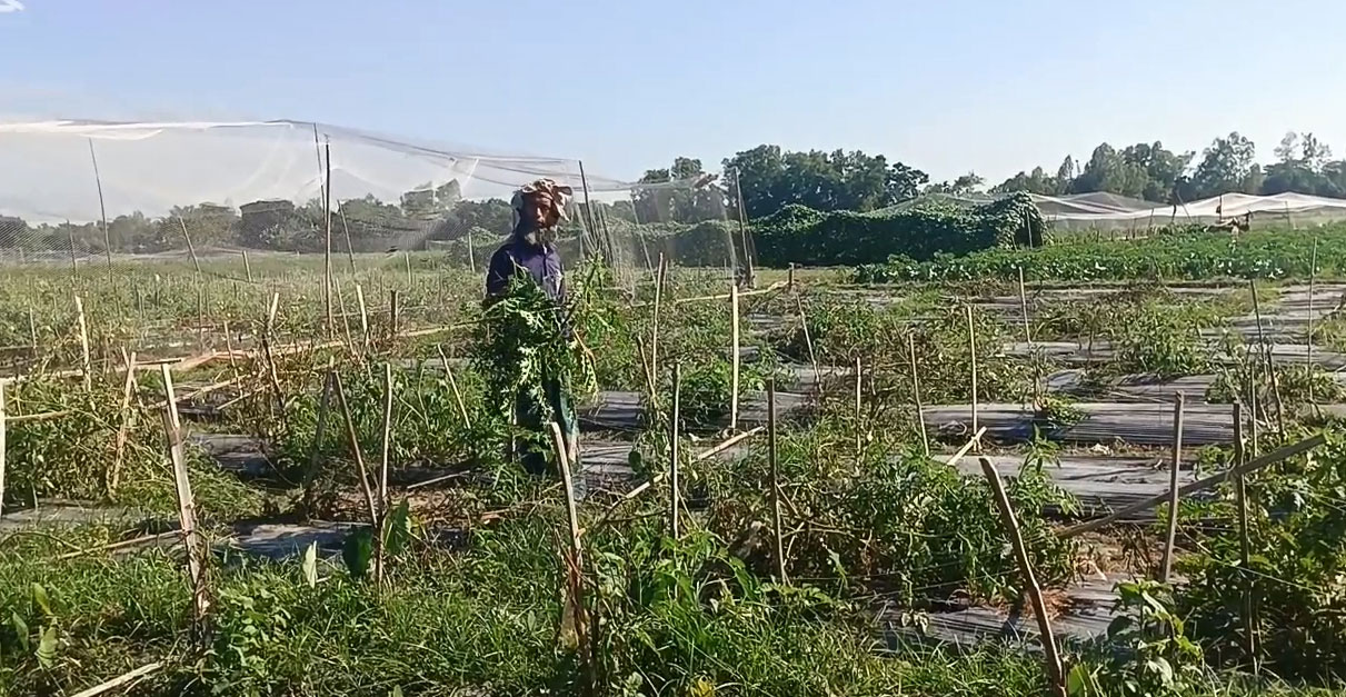 ময়মনসিংহে টমেটো খেতে ‘মড়ক’, দিশেহারা কৃষক