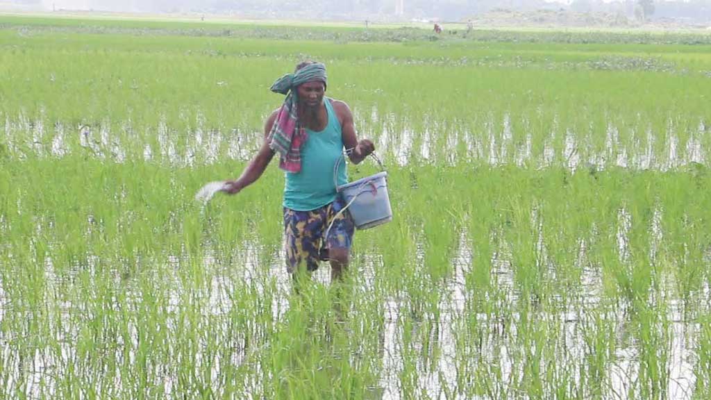 নির্ধারিত দামের চেয়ে বেশি দিলেই মেলে সার, কৃত্রিম সংকটে বিপাকে নওগাঁর চাষিরা