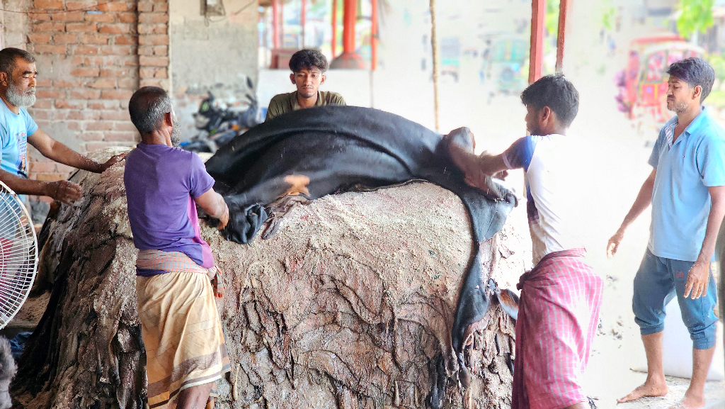 চামড়ায় এবারও ‘ধরাশায়ী’ মৌসুমি ব্যবসায়ীরা
