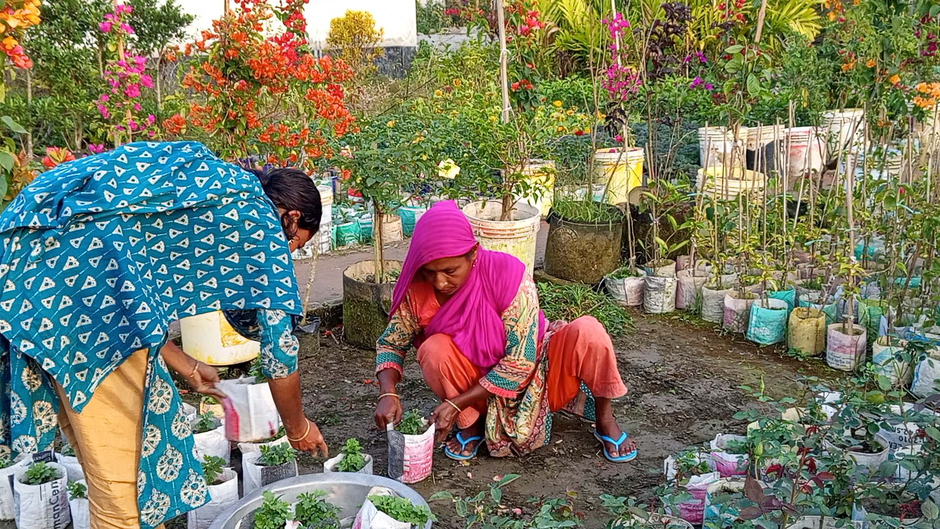 শীতে ফুলের চারা উৎপাদনে ব্যস্ত নেছারাবাদের নদীতীরের গ্রামগুলো