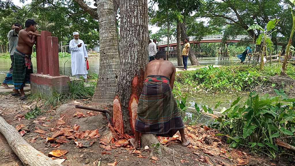 নেছারাবাদে বিদ্যালয়ের মাঠে বেড়া দিয়ে কাটা হচ্ছে ৫ লাখ টাকার গাছ