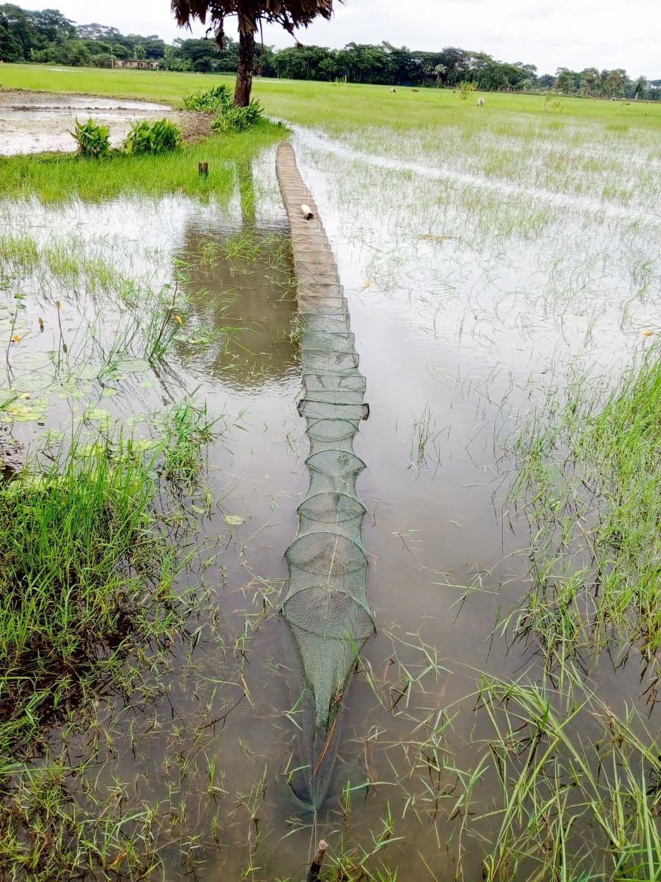 বাউফলে নিষিদ্ধ জালে কমছে দেশি মাছ