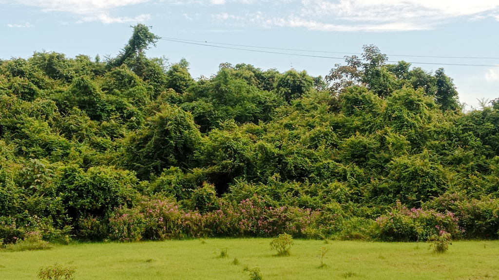 মৌলভীবাজারে কমেছে বৃক্ষ আচ্ছাদিত জায়গা