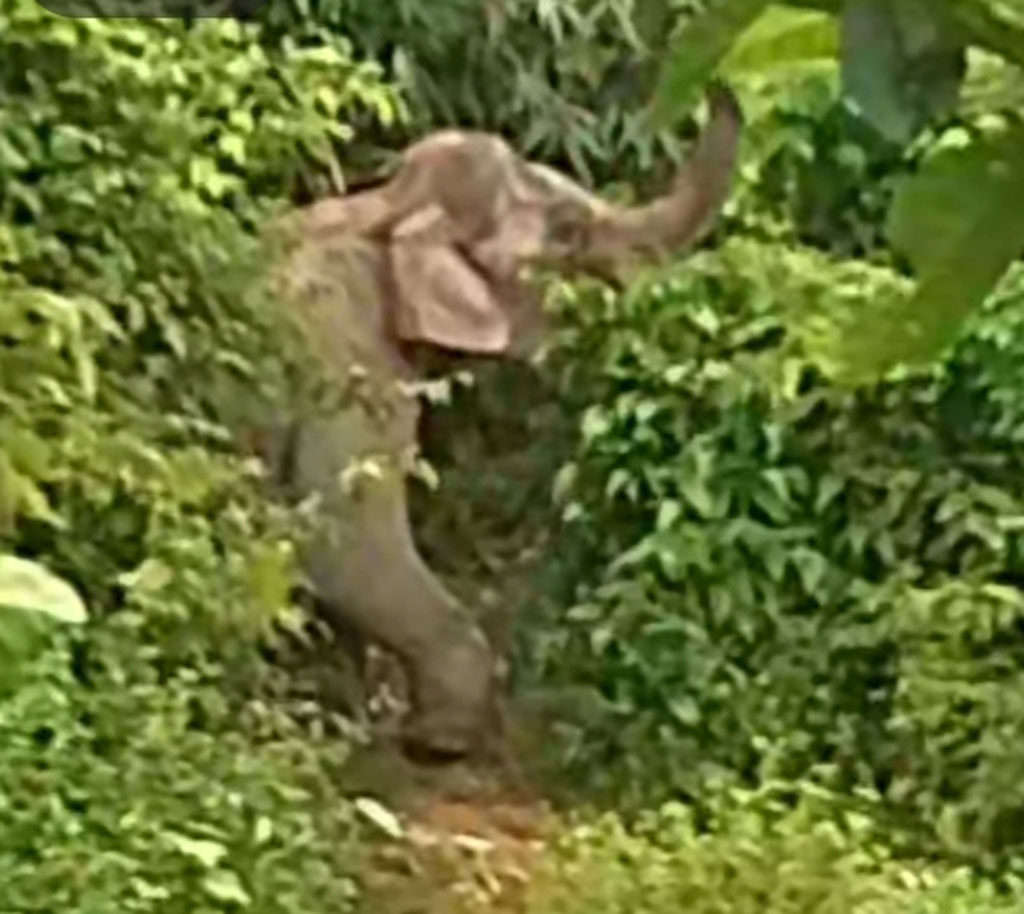 নাইক্ষ্যংছড়ি সীমান্তে মাইন বিস্ফোরণে হাতির পা ক্ষতবিক্ষত