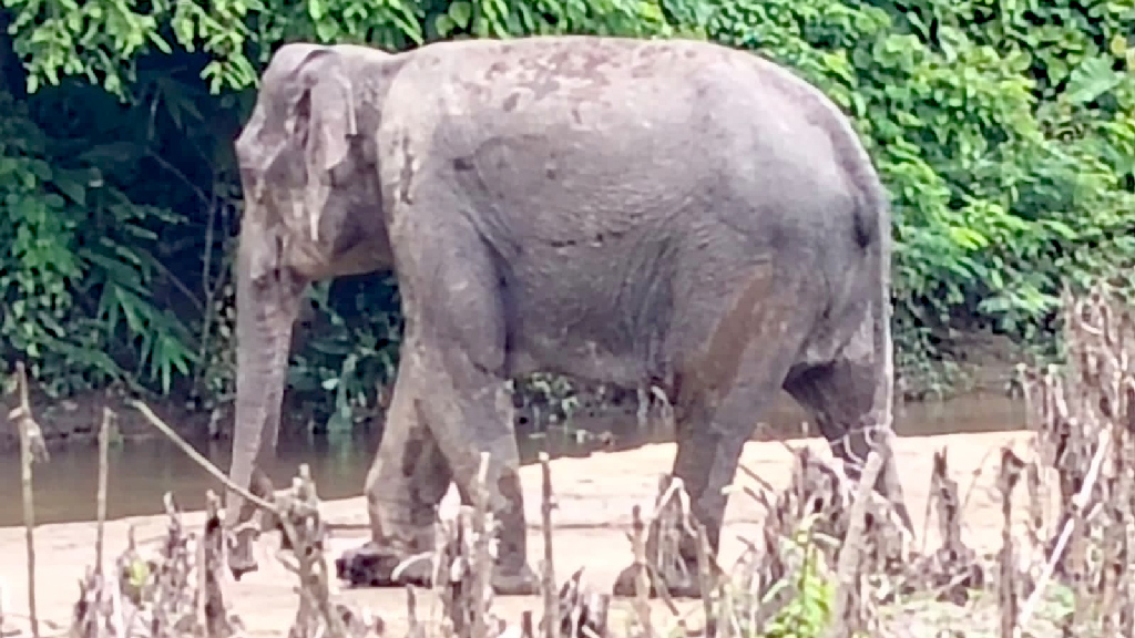 নাইক্ষ্যংছড়ি স্থলমাইন বিস্ফোরণে আহত হাতির চিকিৎসা শুরু