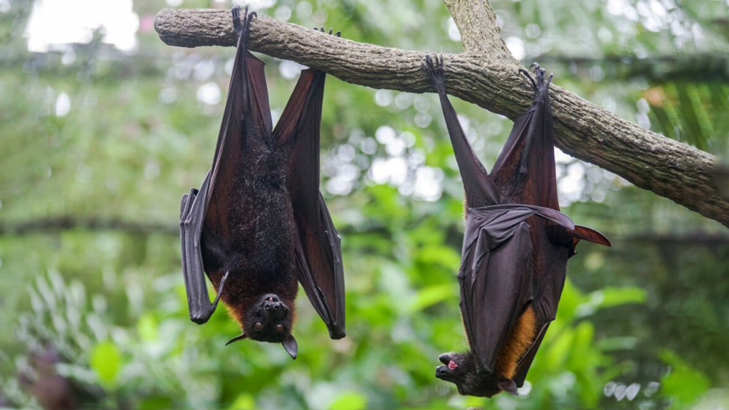 বাংলাদেশে নিপাহর মতোই বাদুড়বাহিত আরেক প্রাণঘাতী ভাইরাসের সন্ধান