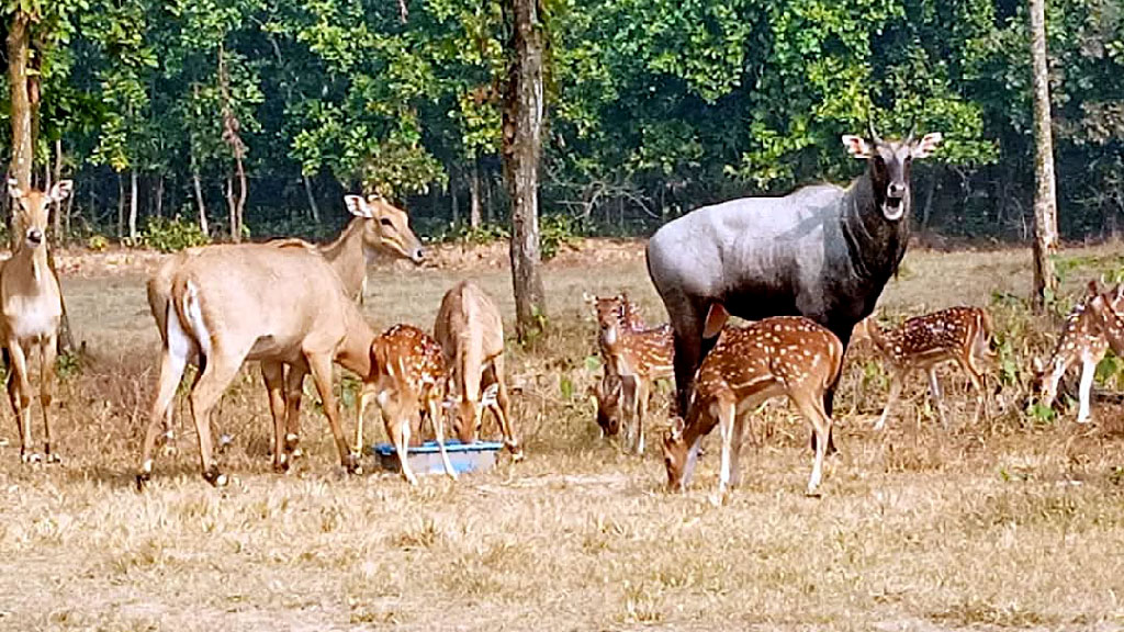 সাফারি পার্কের দেয়াল টপকে বেরিয়ে গেছে নীলগাই