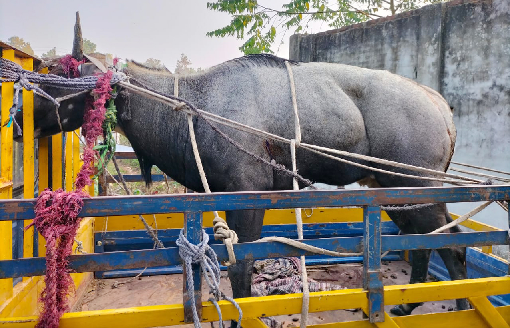 নাটোরে ধরা পড়া নীলগাইটির ঠাঁই হলো সাফারি পার্কে