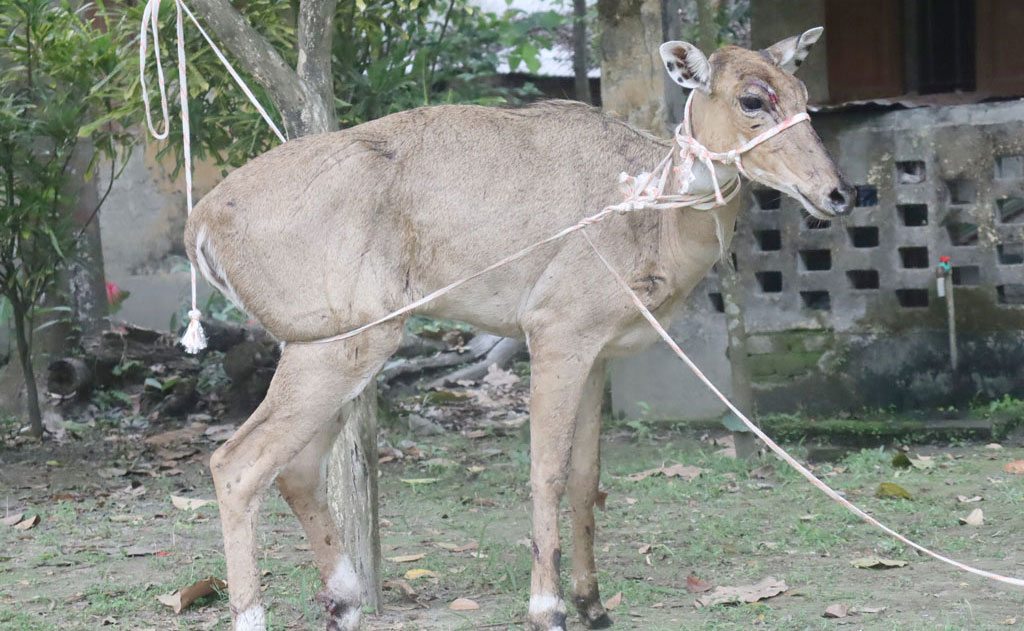 পঞ্চগড়ে উদ্ধার হওয়া বিপন্নপ্রায় নীলগাই মারা গেছে ডুলাহাজারা সাফারি পার্কে
