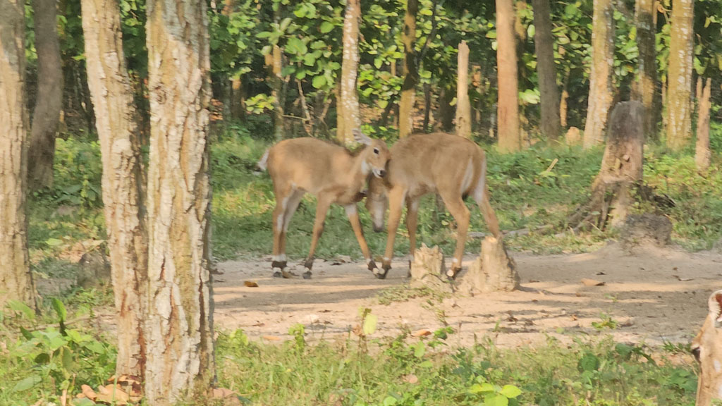 গাজীপুর সাফারি পার্কে বিলুপ্তপ্রায় নীলগাই পরিবারে নতুন দুই অতিথি