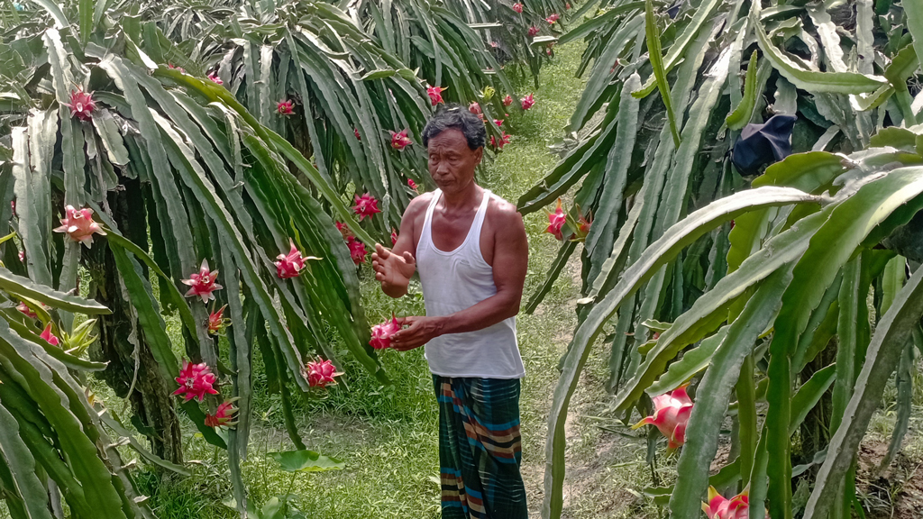 মিশ্র আবাদে ভাগ্যবদল অমল রায়ের