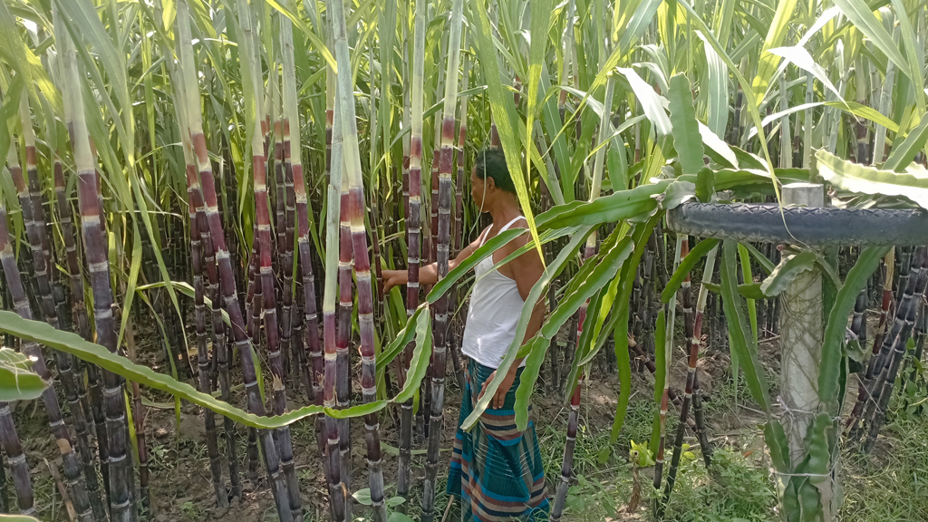 চাষের আধুনিক পদ্ধতি অনুসরণ করে ড্রাগনের পাশাপাশি সাথি ফসল হিসেবে আদা ও বেদানা চাষ করে সফল হয়েছেন অমল রায়। ছবি: আজকের পত্রিকা