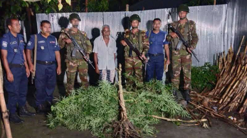 নীলফামারীতে বসতবাড়ি থেকে ১০ ফুট উচ্চতার গাঁজার গাছ উদ্ধার