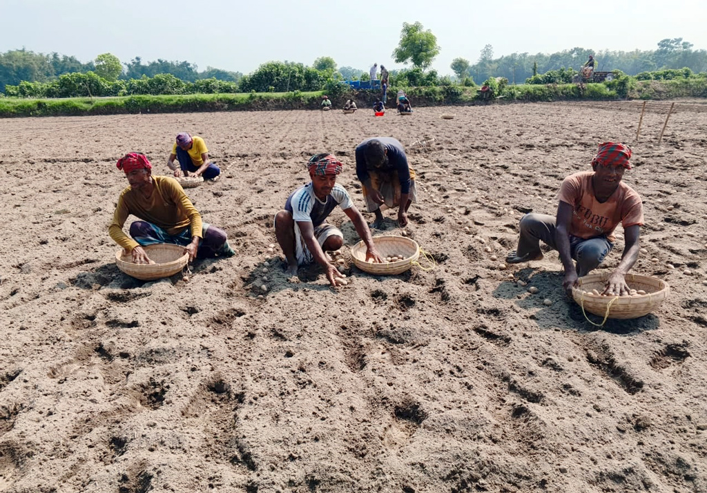 নীলফামারীতে লাভের আশায় আগাম আলু চাষে ব্যস্ত কৃষক