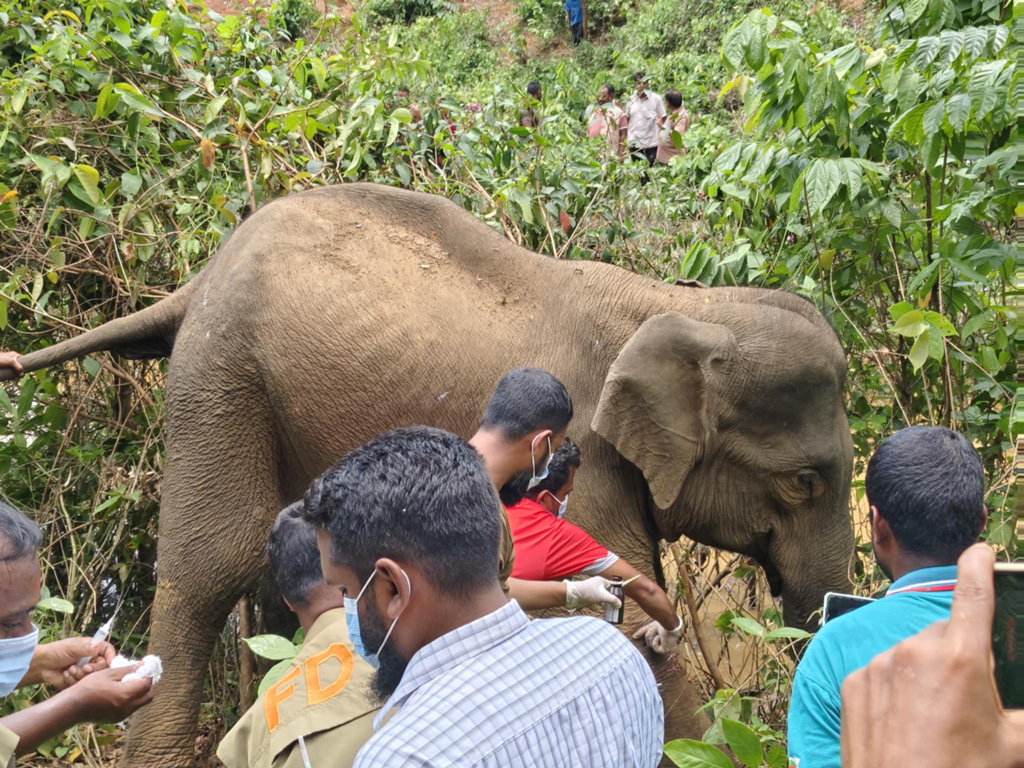 বল্লমের আঘাতে অসুস্থ বন্য হাতিকে চিকিৎসা দিল বন বিভাগ