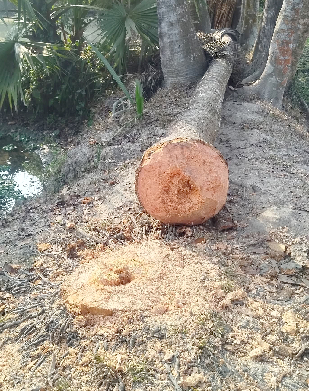 নান্দাইলে গাছের নিচে চাপা পড়ে শিশুর মৃত্যু