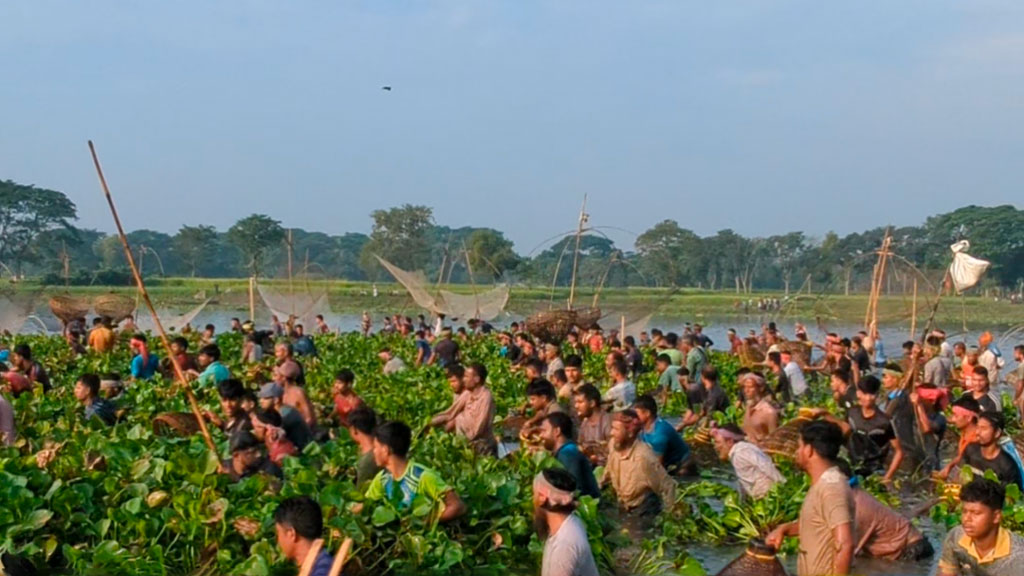 নান্দাইলে শত বছর ধরে চলছে হাইত উৎসব: বলদা বিলে মাছশিকারিদের ঢল
