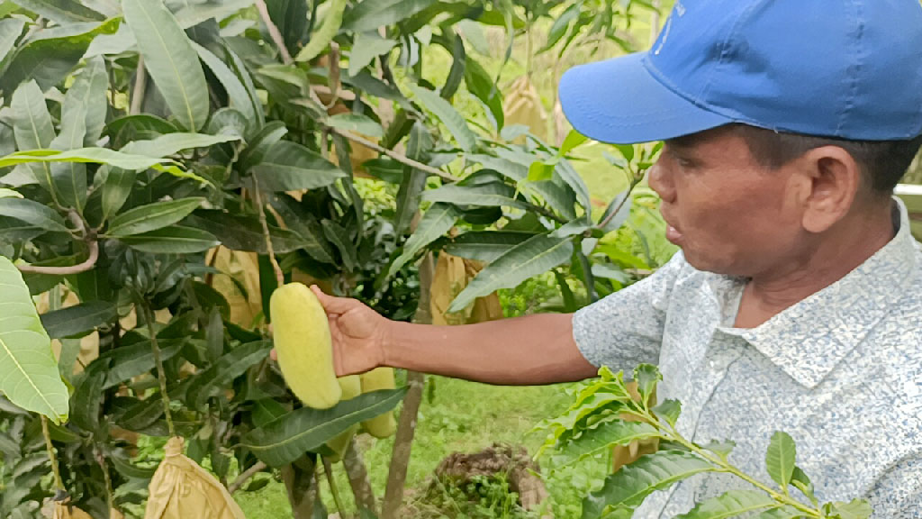 ফলনের মান ও সৌন্দর্যে বাড়তি দাম পাচ্ছেন আম চাষিরা