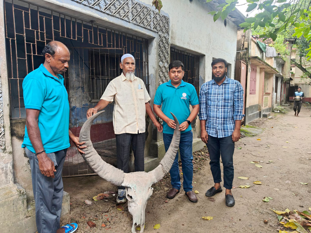 ১৮৫ বছরের পুরোনো বুনো মহিষের শিং পাহাড়পুর জাদুঘরে হস্তান্তর