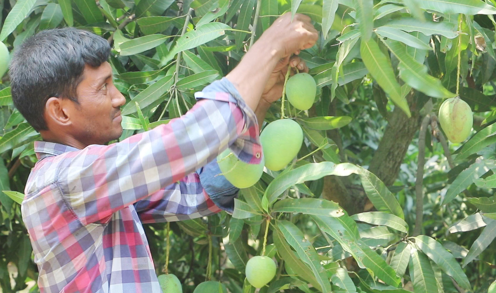 নওগাঁয় গুটি আম সংগ্রহ শুরু, মৌসুমে ৪ হাজার কোটি টাকার বাণিজ্যের সম্ভাবনা