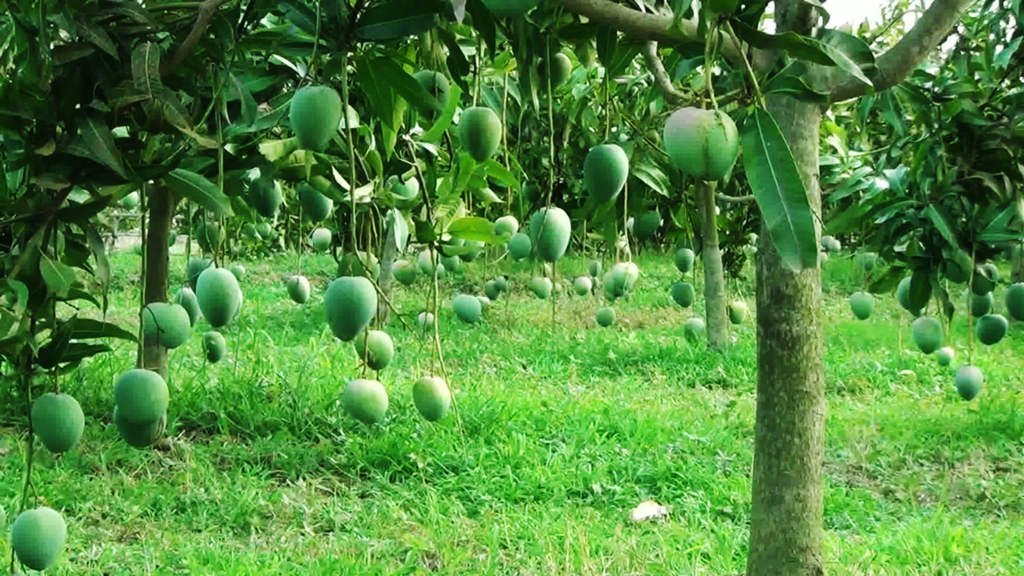 নওগাঁয় ২২ মের আগে আম সংগ্রহ করা যাবে না