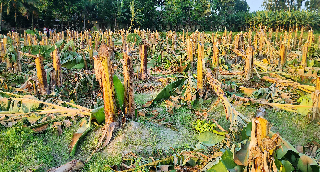 নওগাঁয় চার শতাধিক ফলন্ত কলাগাছ কেটে ফেলল প্রতিপক্ষ