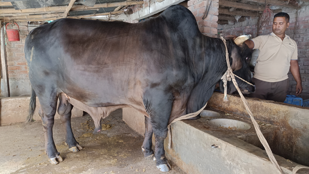 নওগাঁয় ৪০ মণের ‘সোনা-মানিক’: দাম হাঁকা হচ্ছে ১২ লাখ টাকা