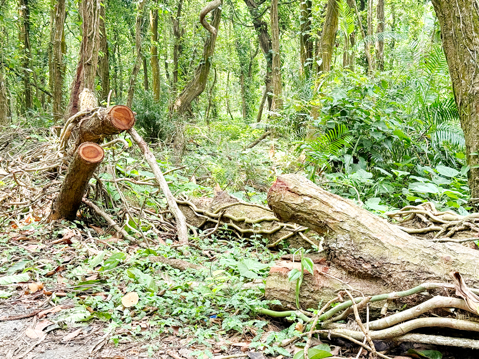 আলতাদীঘি উদ্যান: নষ্ট হচ্ছে উপড়ে পড়া শালগাছ, চুরিও যাচ্ছে
