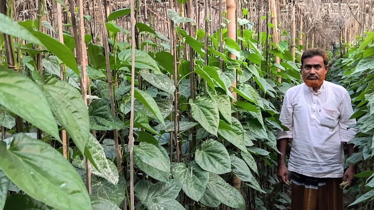 রাণীনগরে পরীক্ষামূলক পান চাষে সাফল্য, নতুন সম্ভাবনার আশা