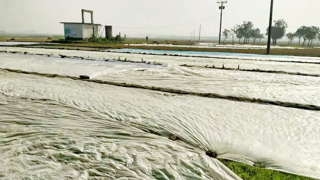 কৃষকেরা ধানের বীজতলা পলিথিন দিয়ে ঢেকে রাখেন যে কারণে