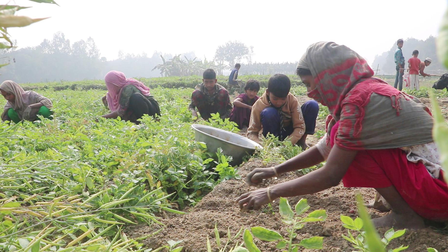 আলুর দামে ধস, নওগাঁয় লোকসানের বৃত্তে চাষিরা