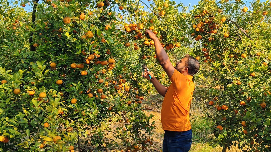 চায়না কমলা চাষে বাজিমাত এমরানের, মাল্টাতেও মিলছে সাফল্য