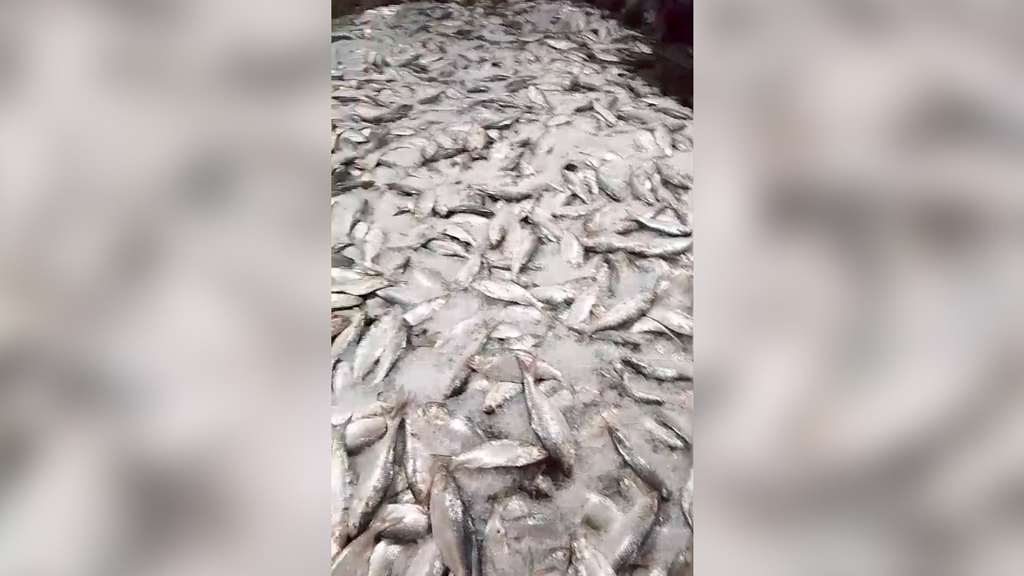 টেকনাফে নাফ নদীতে এক জেলের জালে ৬০ মণ ইলিশ