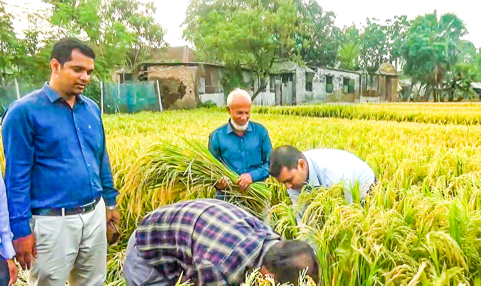 এক চালেই ভাত পোলাও খিচুড়ি বিরিয়ানি তেহারি