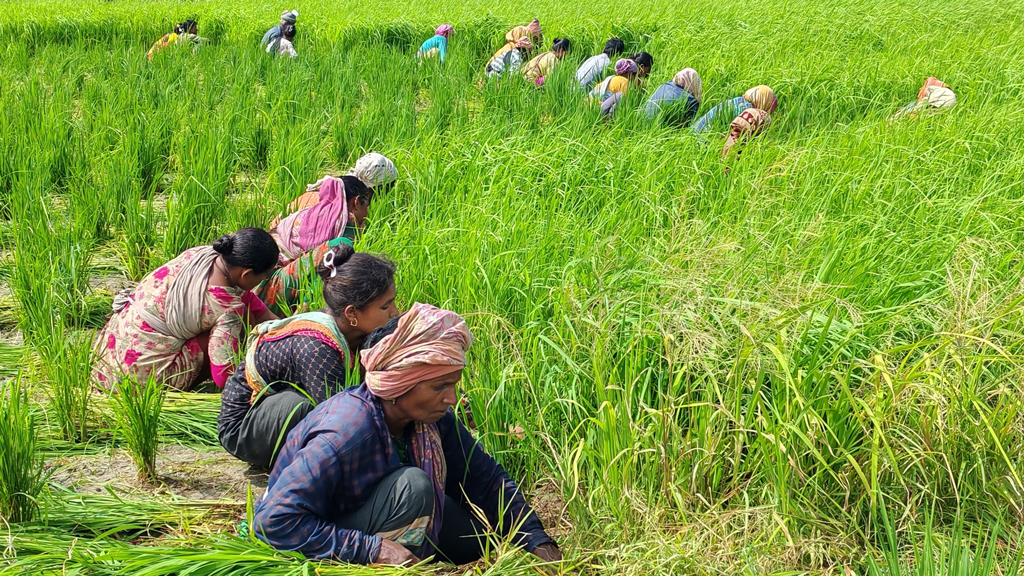 নারীর ঘামে সচল সিরাজদিখানের কৃষিকাজ
