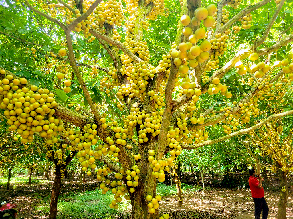 লটকনে বদলে যাচ্ছে নরসিংদীর কৃষি অর্থনীতি