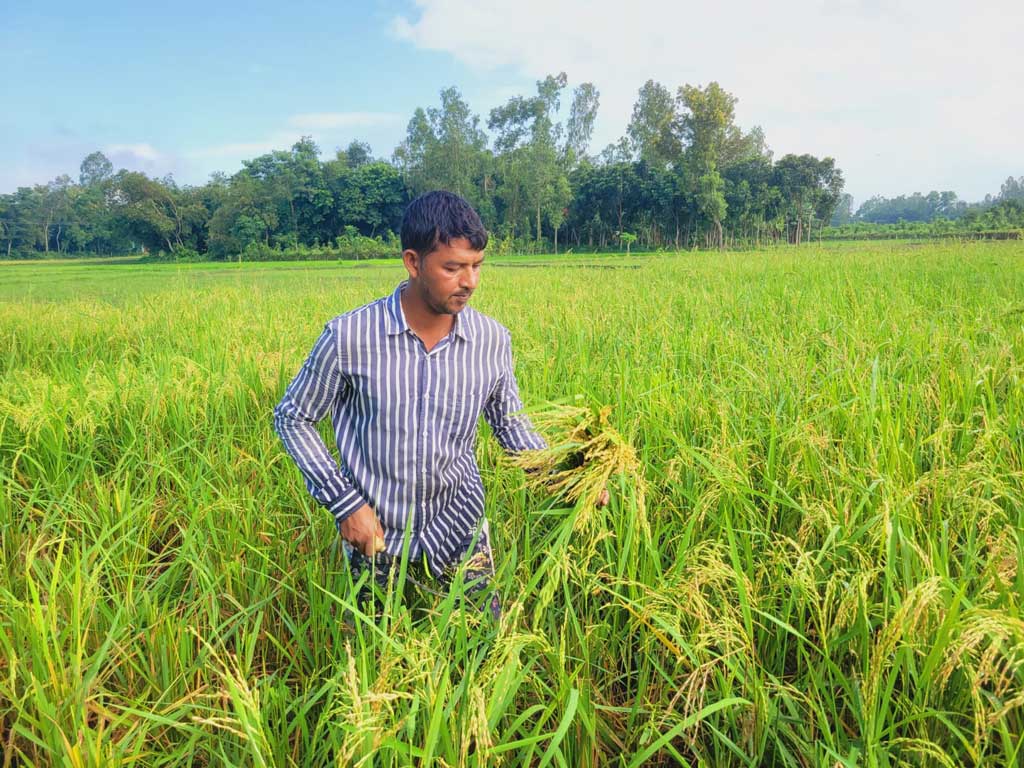 পাকা আউশ রক্ষায় বাবুই-চড়ুই সামলাতে চাষির লড়াই