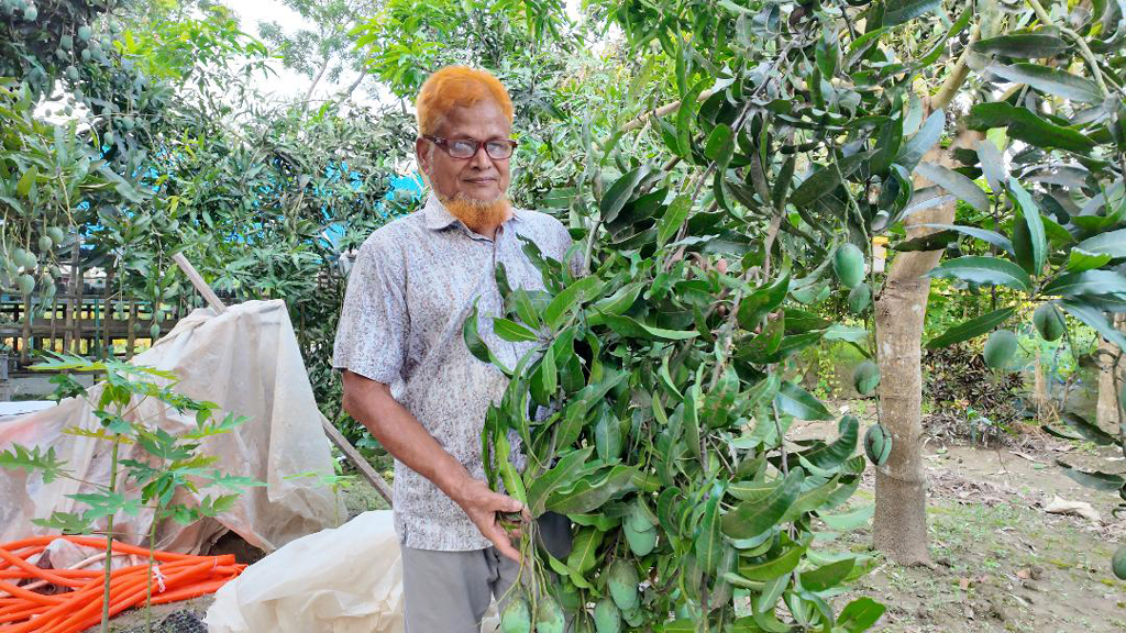 শখের নার্সারি এখন আয়ের উৎস, মৌসুমে ১০ লাখ টাকার আম বিক্রি কবির হোসেনের