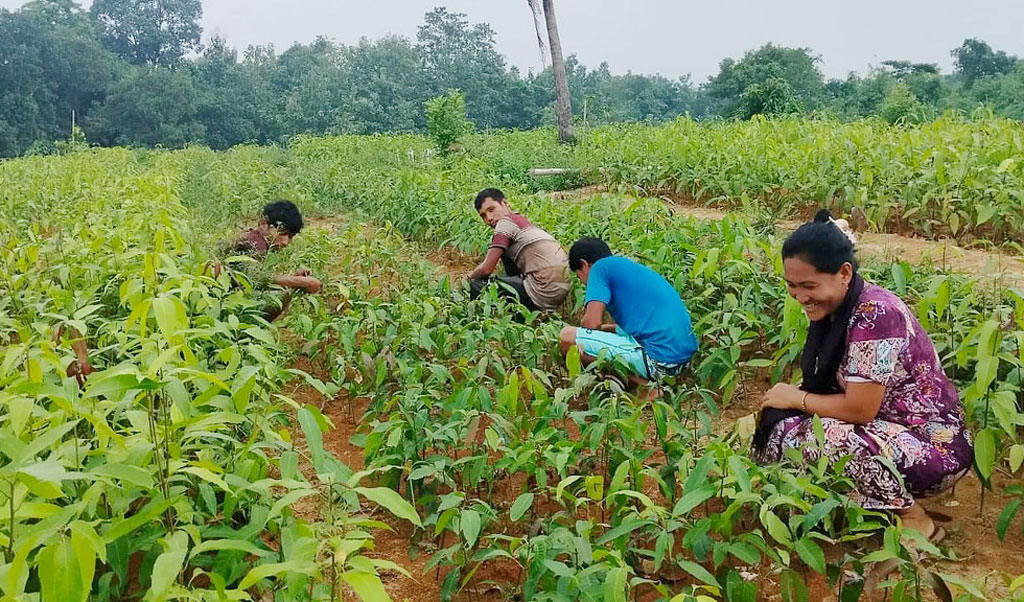 আমের আঁটি থেকে শুরু শিক্ষক ম্রানুচিং মারামার সাফল্যের গল্প
