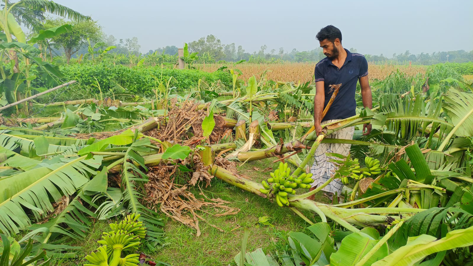 শত্রুতার কোপ ৯০০ কলাগাছে, ক্ষতির মুখে দুই উদ্যোক্তা