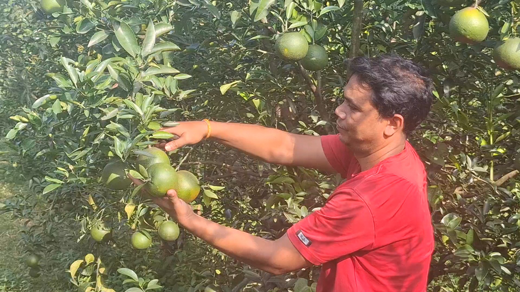 পতিত জমিতে মাল্টা চাষে সফল দুর্গাপুরের তিন মামা-ভাগনে