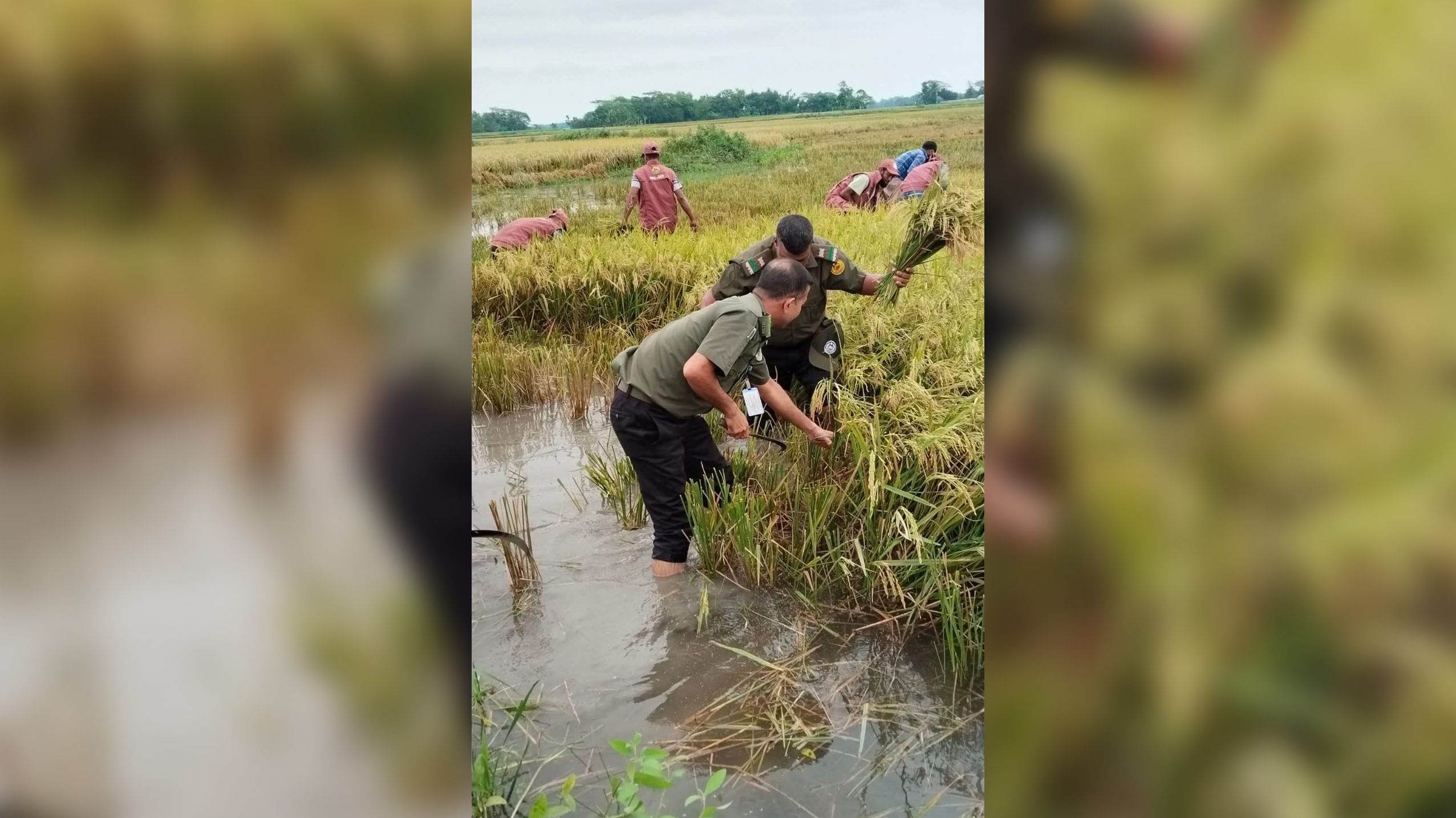 দুর্যোগে সহকর্মীর পাশে আনসার বাহিনী, কাটা হলো এক একর জমির ধান