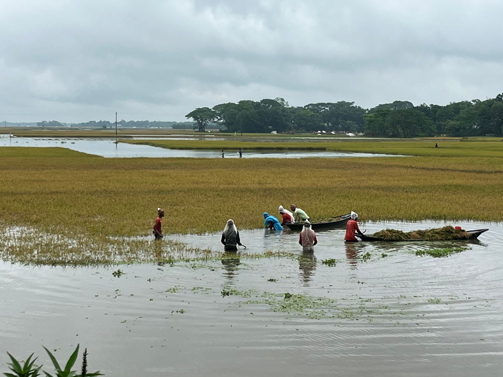 নেত্রকোনায় ৯ হাজার হেক্টর জমির ধান পানির নিচে, দুই নদ-নদীর পানি বিপৎসীমার ওপরে