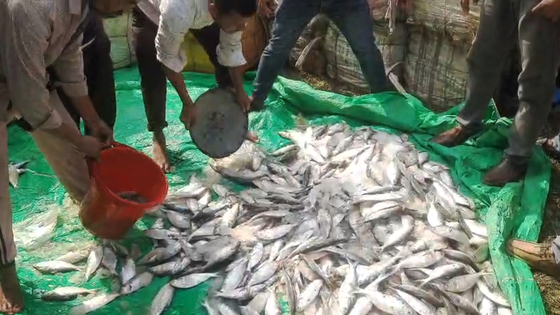 নোয়াখালীতে ৬২ মণ জাটকা জব্দ, আটক ৬ জনকে জরিমানা