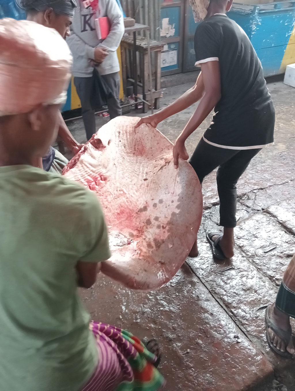 নোয়াখালীতে ১১৩ কেজির শাপলাপাতা মাছ জব্দ, পরে মাটিচাপা