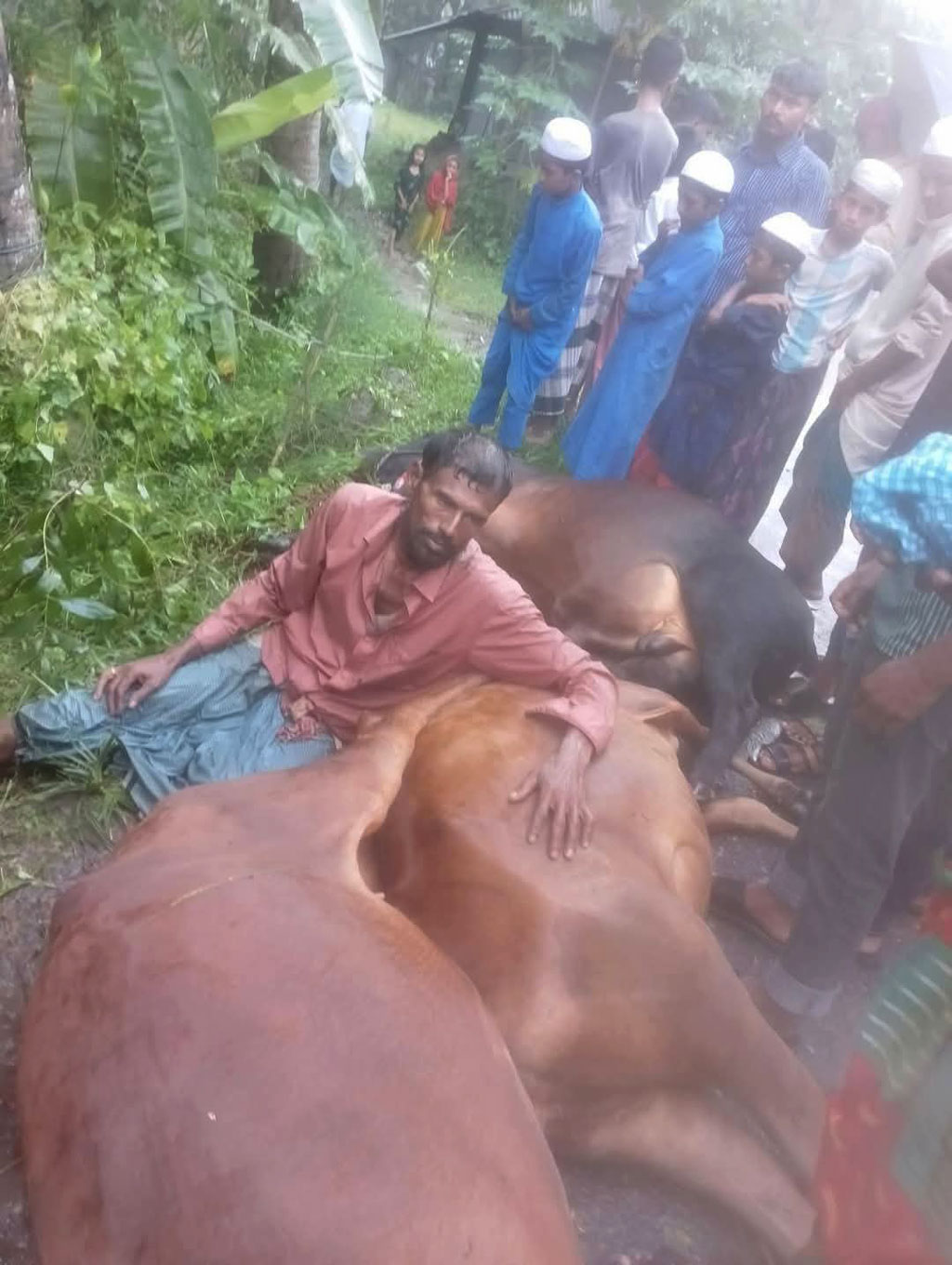 সুবর্ণচরে নিয়ন্ত্রণ হারিয়ে পিকআপ ভ্যান পুকুরে, ৩ গরুর মৃত্যু