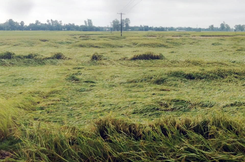 রাতভর বৃষ্টিতে তলিয়েছে আমন ধান-সবজির খেত, দুশ্চিন্তায় কৃষক